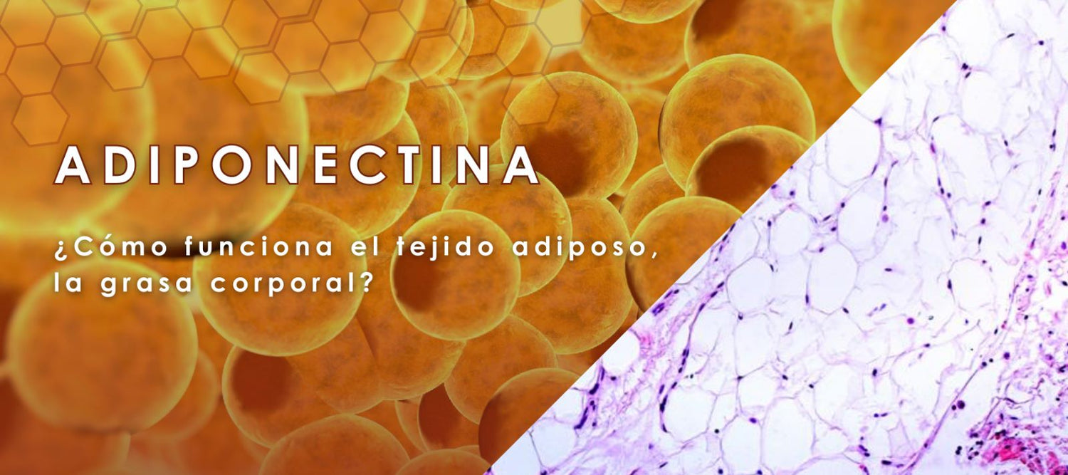 ADIPONECTINA | CÓMO FUNCIONA EL TEJIDO ADIPOSO, LA GRASA CORPORAL?